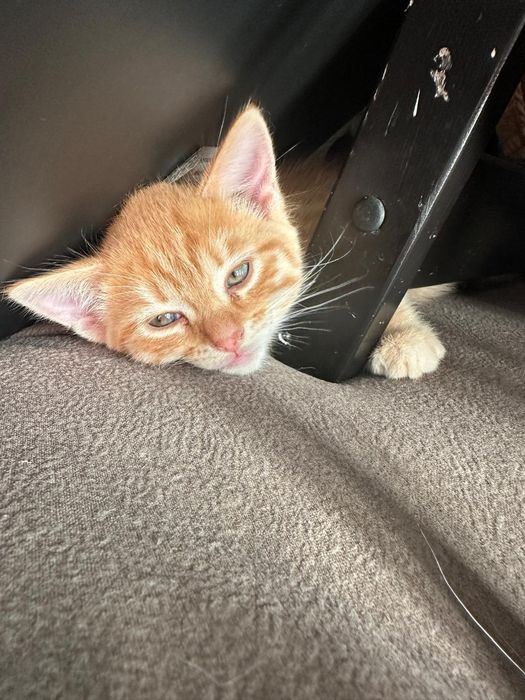 Продам бенгальских котят