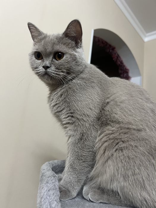 Продам стерилизованную кошку