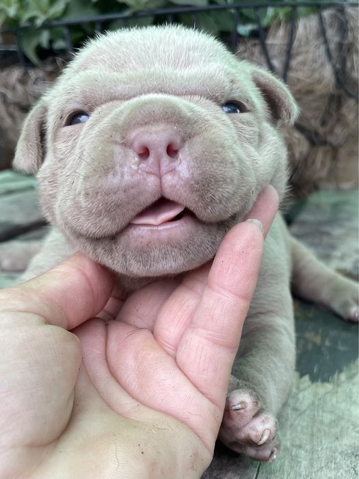 Шикарные детки булли американский