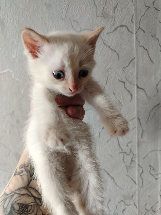 Отдам котят в добрые руки.