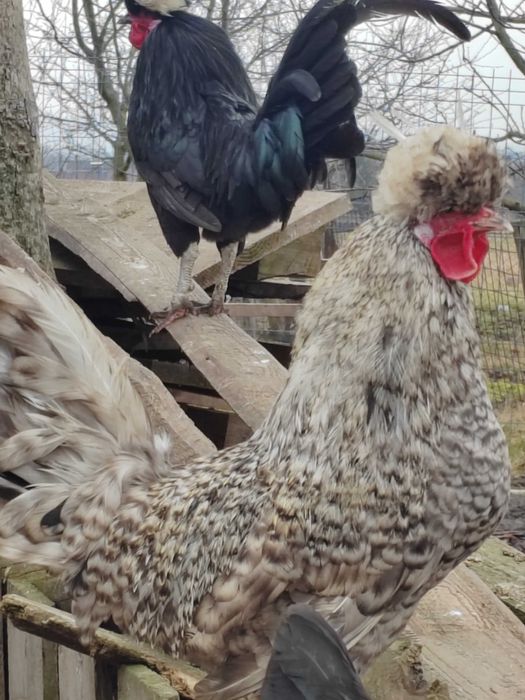 Motate olandeze cocosi