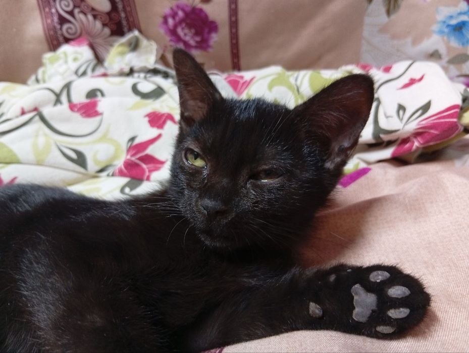 Котята даром 3 месяца