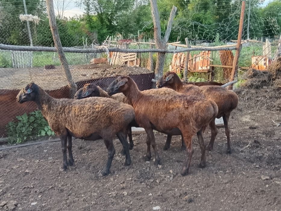 Семіз қой сатылады