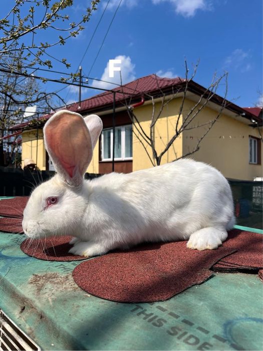 Iepuri uriaș german