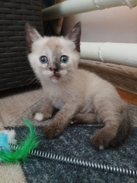Отдам лучших котят