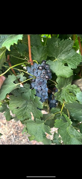 Грозде :Мерло,Памид,Ркацители,Димят и Плевенски мискет