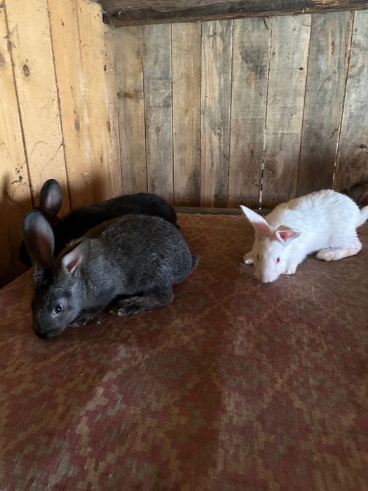 Iepurii hycole Francez!