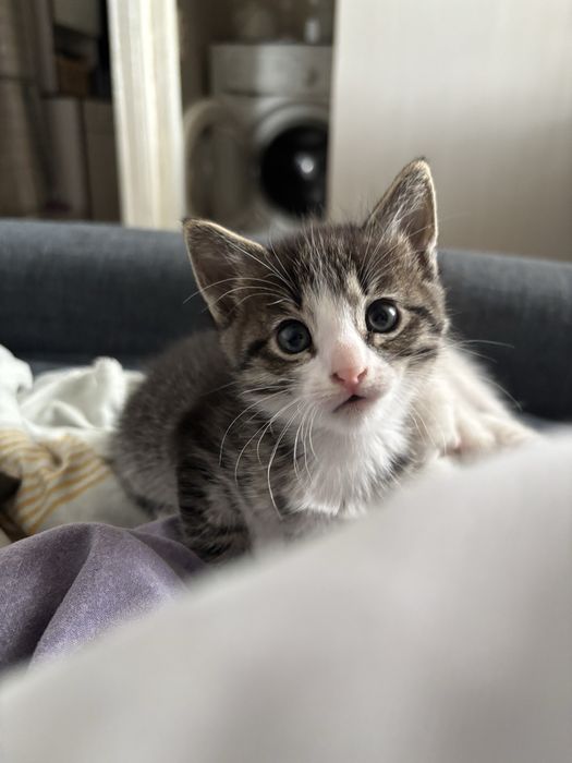 Котята девочки в добрые руки