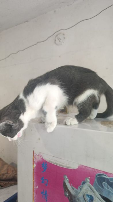 Котята 3 мес в добрые руки