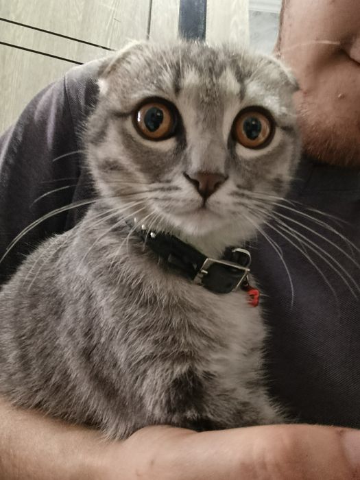 Скотиш фолд британский парода