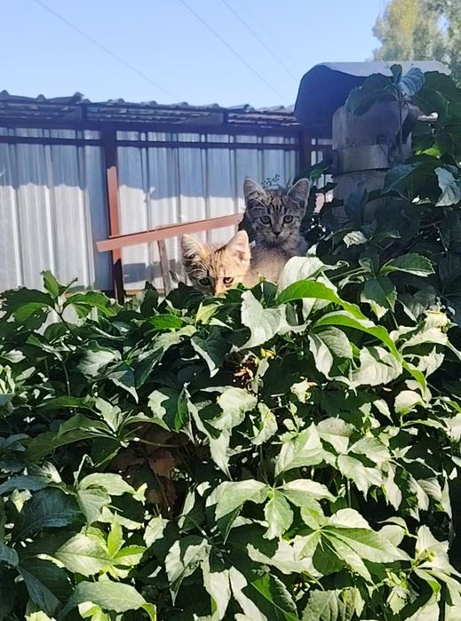 Котята в добрые руки