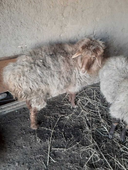 Кой сатылады 2,5 млн