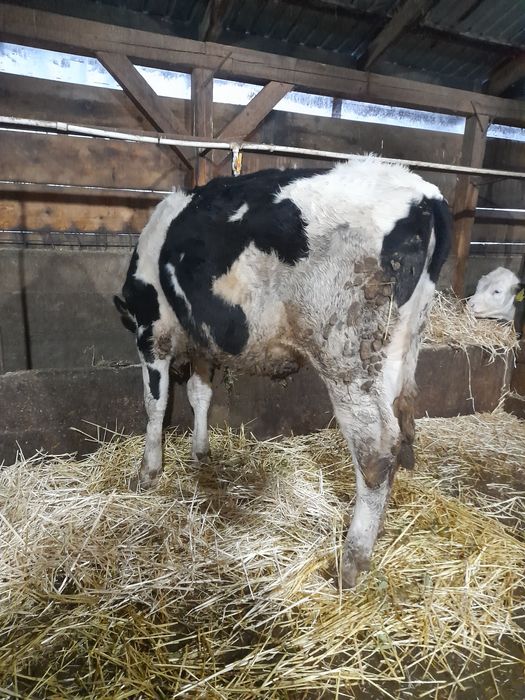 Vând vițea holștain