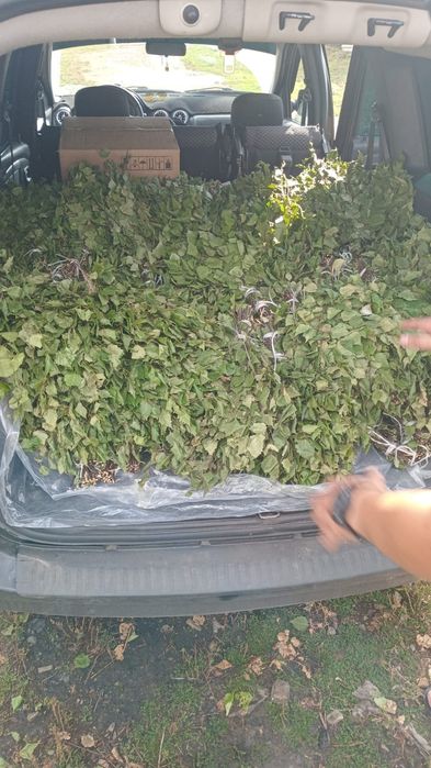 Берёзовые веники