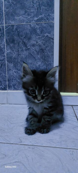 Отдам котят в хорошие руки