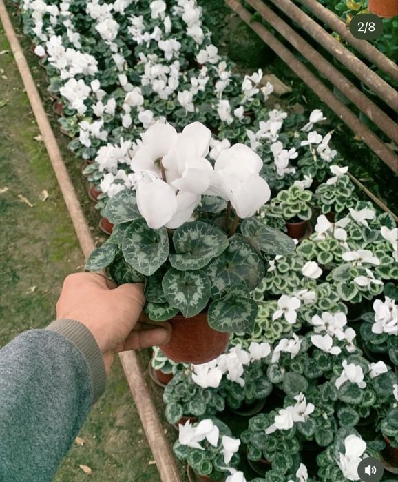 Цикламен, роза оптом багада