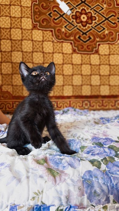 Четыре маленьких сердца ищут дом