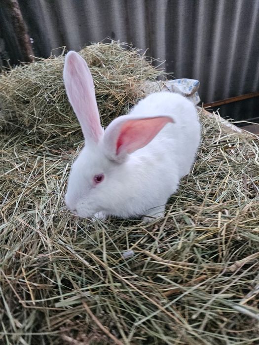 Продаются крольчата Фландер.