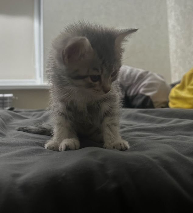 Котенок девочка бесплатно