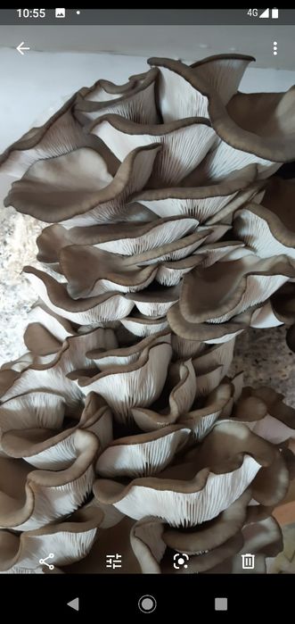 Семена грибов вешинка