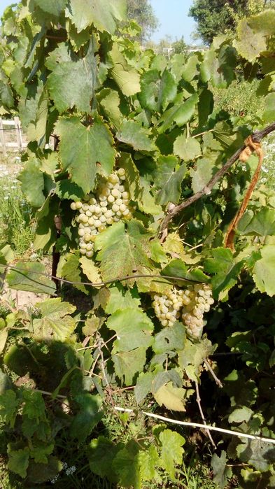 Продам дачу на первой водоколонке