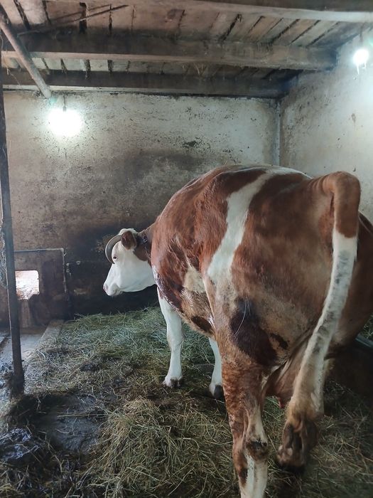 Vind vacă a făta gestantă în 7.5luni talie mare