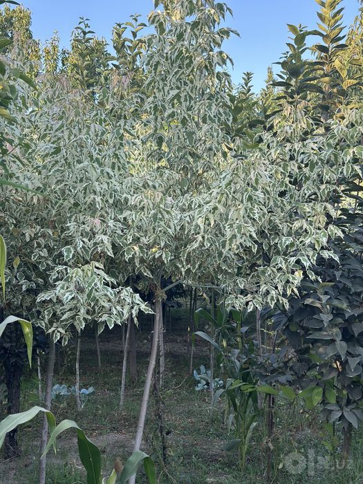 Har xil turdagi manzarali daraxt koʻchatlari dexqonchilik 100%
