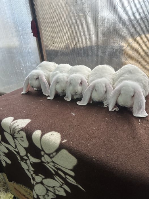 Iepuri berbec german