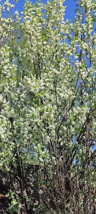 Продам участок 25 соток в с.Топиха