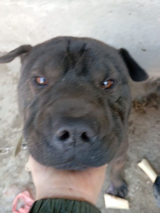 Шарпей собаки _17