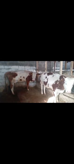 Продам корову  и телку симминталская порода