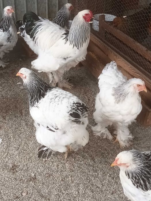 Brahma si cochinchina oua de incubat