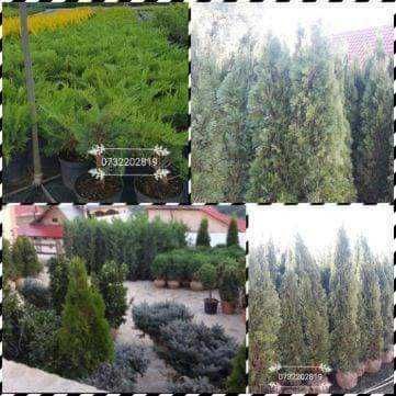 Vând mesteacăn, tei, paltin, platan, brazi, Tuia, gazon, magnolie.