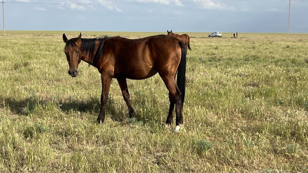 Жеребец, кунан, тай, айгыр, ат, лошадь