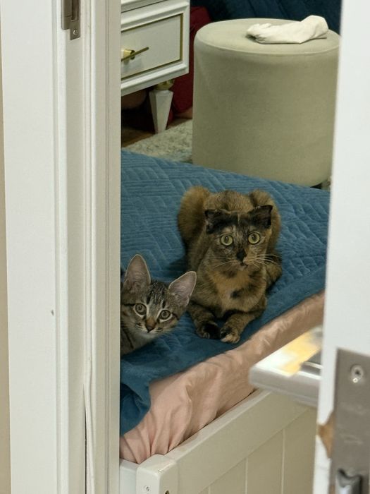 Отдам кошку в добрые руки