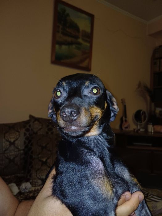 Той-терьер мальчик