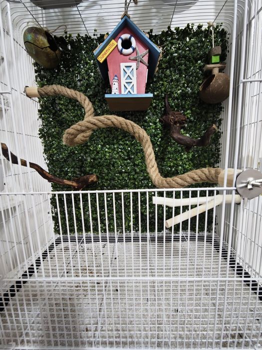 Сахарная сумчатая летяга