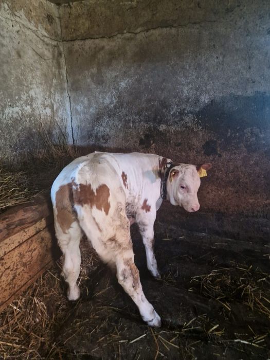 Vitel (bălțată) o luna