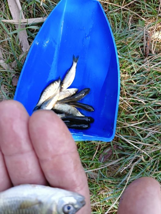 Puiet Cteno vara a 1 a