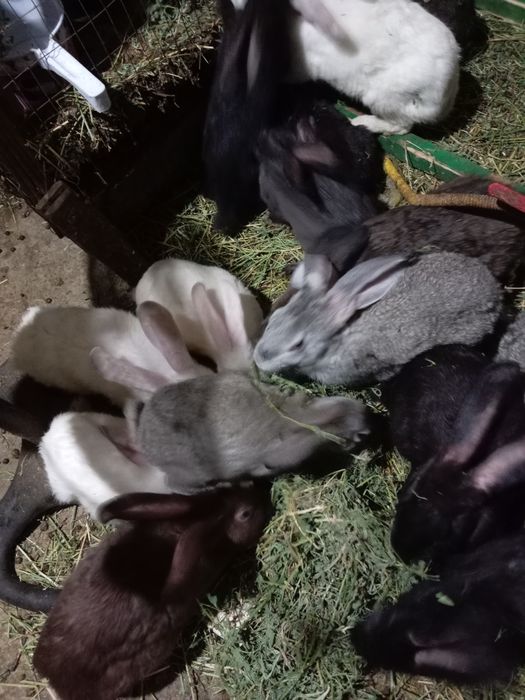 Kuyon gushti sotiladi