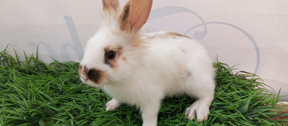 Quyon bolari sotiladi