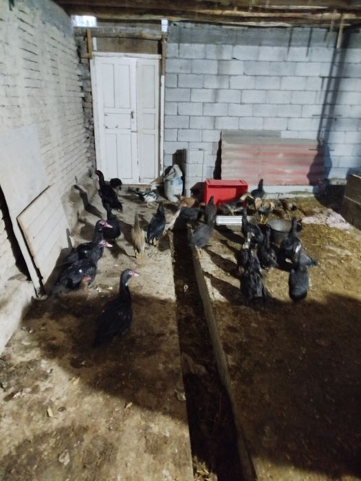 Урдак утка индийски