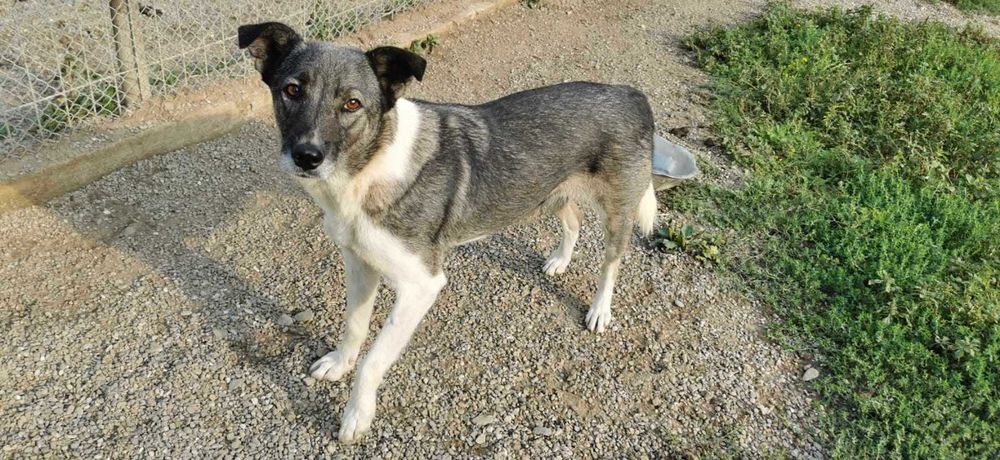 Britta isi cauta familie