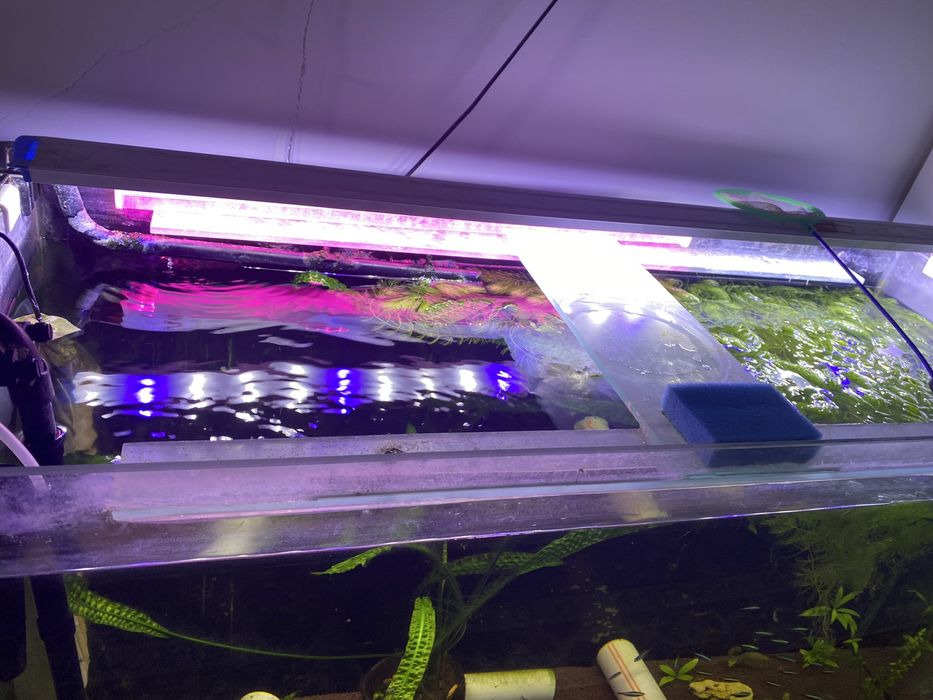 Аквариум сатылады балыгымен фильтр