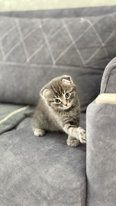 шатладские вислоухие котята