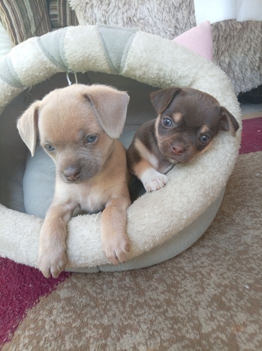 Продаю Щенки чихуахуа