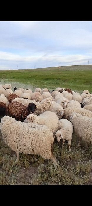 Продам 98 голов овцематки