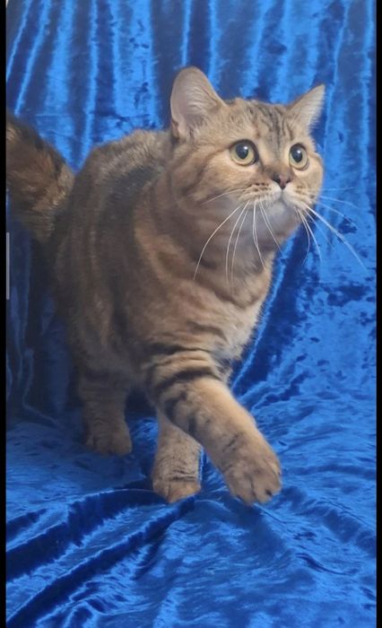 Продам породистую кошку