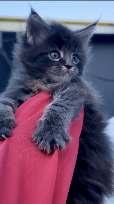 Роскошные котята мейн-кун