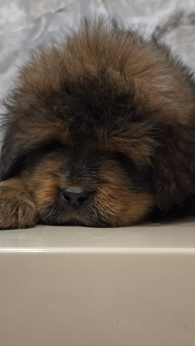 Щенки Тибетского Мастифа Китай Монголия